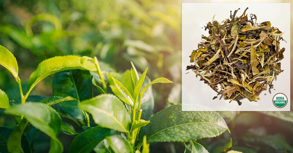 🍃 Organic Mutan White - Have You Tried It Yet? 🍃