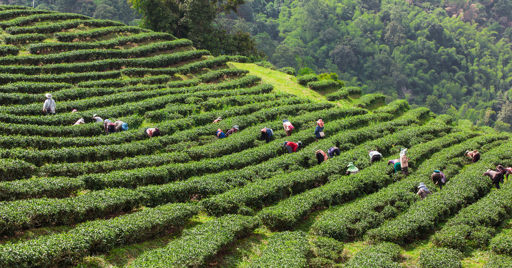 The History of Assam Tea