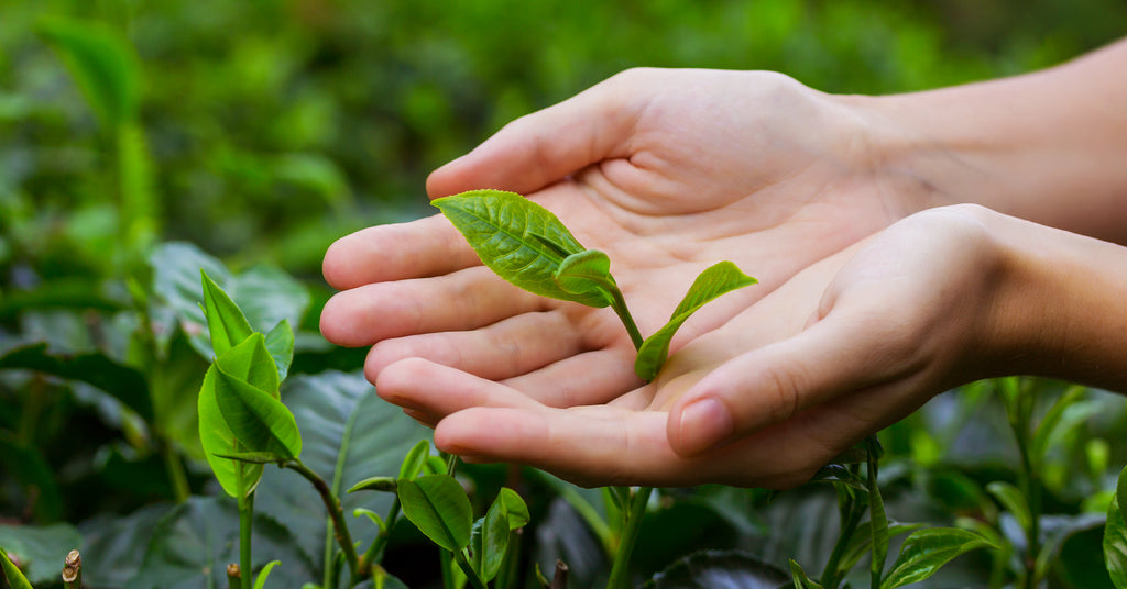 The Four Flushes of Darjeeling