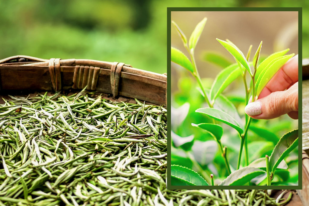 🤍🍃🫖 White Tea: 8 Surprising Benefits for Your Health 🤍🍃🫖
