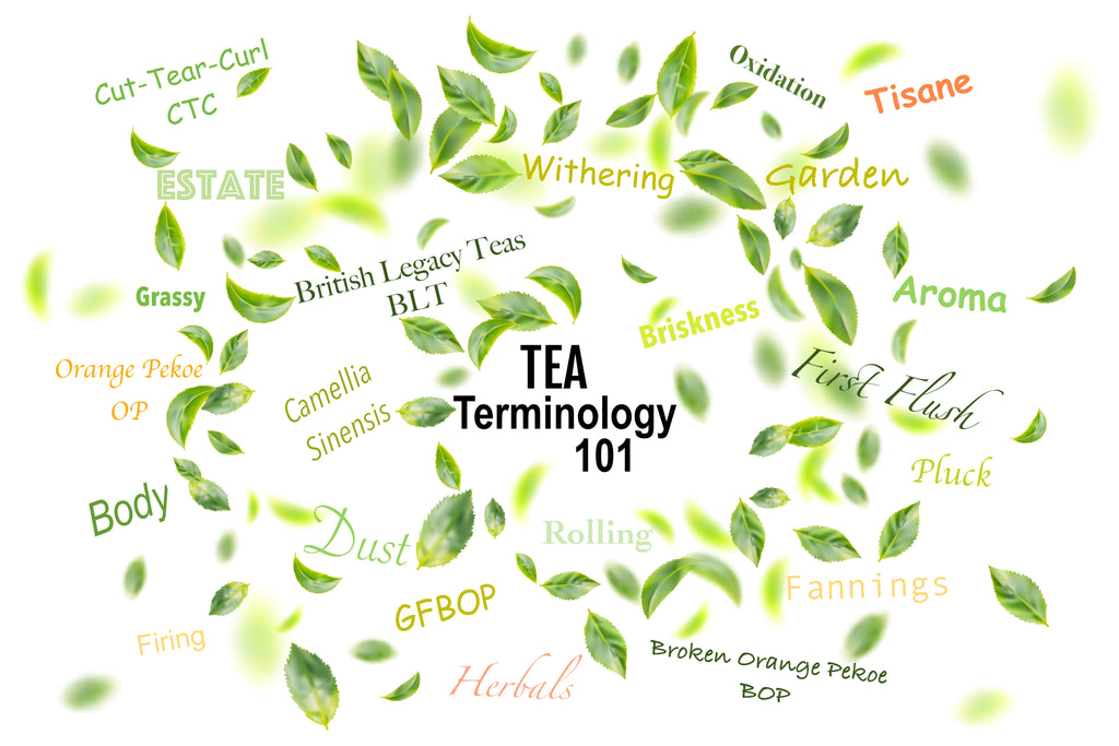 📚 Tea Terminology 101 🫖