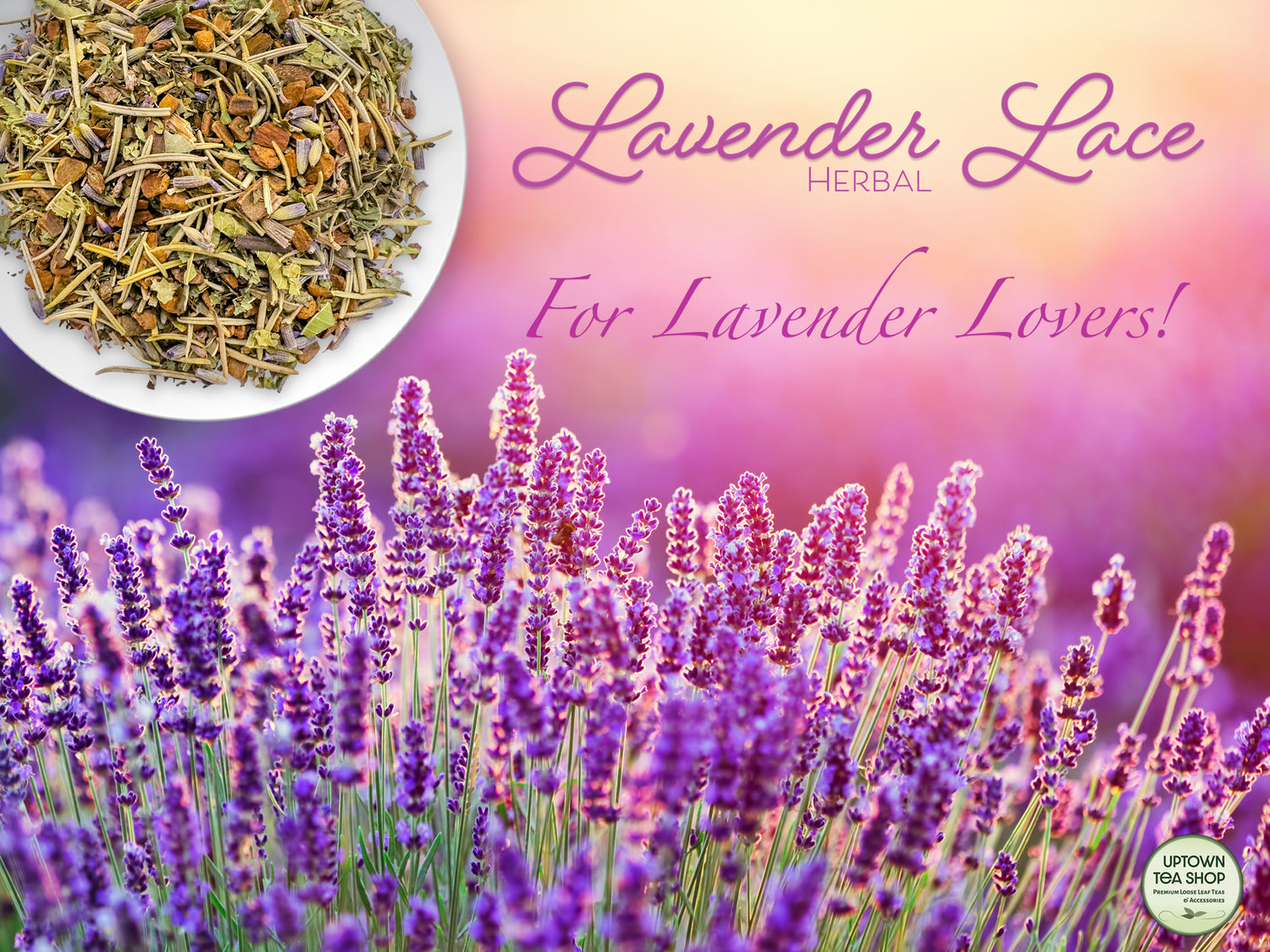 lavender plant tea Lavender Lace